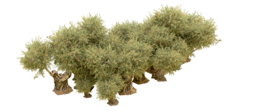 Beyaz arkaplanda izole ağaç dalları