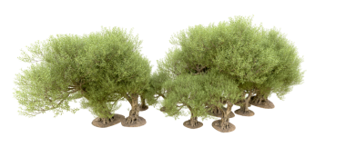 beyaz arkaplanda izole edilmiş yeşil çam ağacı, kırpma yolu