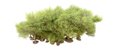 Beyaz arkaplanda izole edilmiş yeşil bir ağacın 3 boyutlu görüntülenmesi