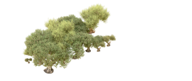 Beyaz arkaplanda izole edilmiş ağaç