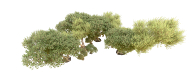 siyah zemin üzerine yeşil ağaç