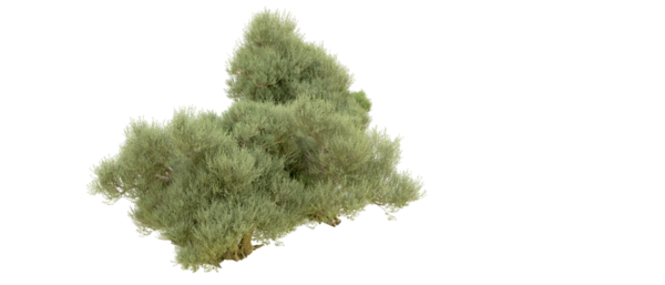 isolated object of a tree