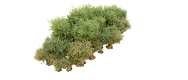 Beyaz arkaplanda izole edilmiş yeşil çam ağacı