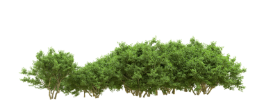 Beyaz arkaplandaki ağaç