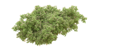 beyaz arkaplanda yeşil ağaç