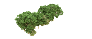 siyah arka plan üzerine izole yeşil ağaç