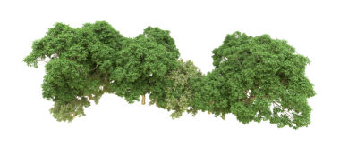 beyaz arkaplanda yeşil ağaç