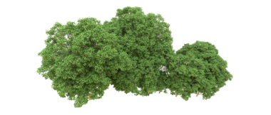 Beyaz arkaplanda izole edilmiş ağaç