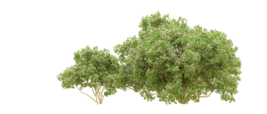 Beyaz arkaplanda izole edilmiş bir ağacın 3 boyutlu görüntülenmesi