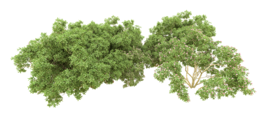 Beyaz arkaplanda izole edilmiş ağaç