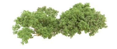 Beyaz arkaplanda izole edilmiş ağaç