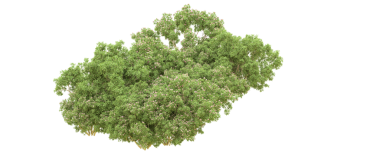 Beyaz arkaplanda izole edilmiş ağaç