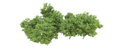 Siyah arkaplanda izole edilmiş yeşil ağaçlar