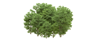 Siyah arkaplanda 3 boyutlu yeşil çam