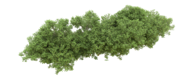 beyaz arkaplanda izole edilmiş yeşil ağaç