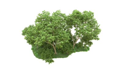 Beyaz arkaplanda izole edilmiş ağaç