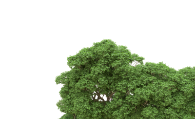 Beyaz arkaplanda izole edilmiş ağaç