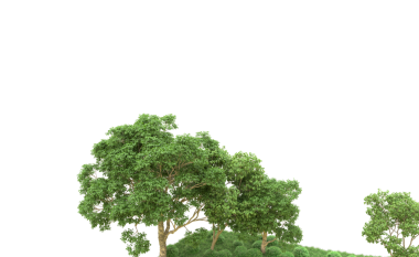 Siyah arkaplanda izole ağaç dalları