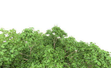 Beyaz arkaplanda izole edilmiş ağaç