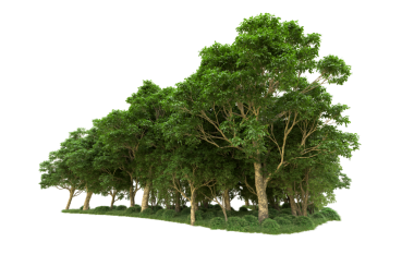 beyaz arkaplanda izole edilmiş yeşil ağaç