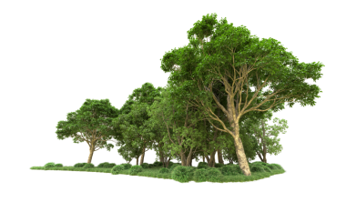 Beyaz arkaplanda izole edilmiş ağaç