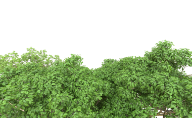 Beyaz arkaplanda yeşil yaprak izole.