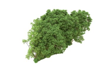 Siyah arkaplanda izole edilmiş ağaç