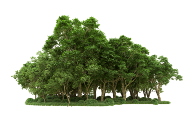 şeffaf arkaplanda izole edilmiş ağaç