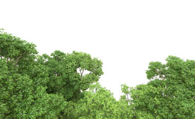 ağaçlar yeşil yaprakları