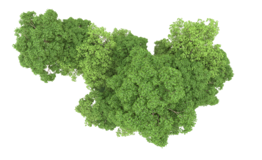 ağaç üzerinde beyaz izole