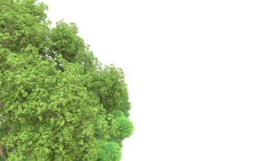 beyaz arkaplanda izole edilmiş yeşil ağaç