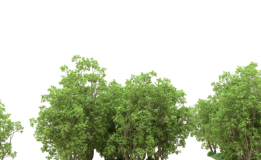 Beyaz arkaplanda izole ağaç dalları