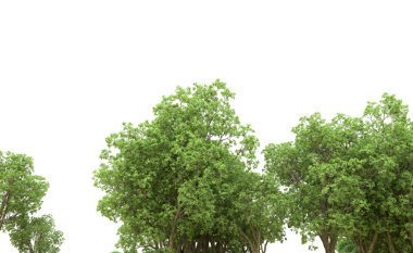 Ağaç yaprakları beyaz arkaplanda izole