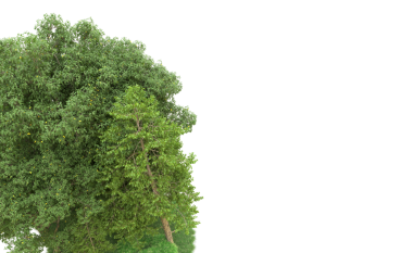 Ormandaki yeşil ağaç, beyaz üzerine izole edilmiş.