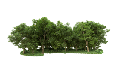 Beyaz arkaplanda izole edilmiş ağaçlar