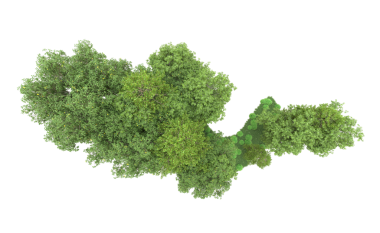 Yeşil yapraklı yeşil ağaç haritası. Beyaz arkaplanda 3 boyutlu resimleme izole edildi.