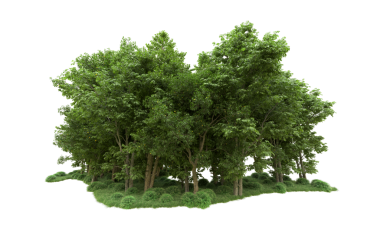 Tasarım ve dekorasyon için kırpma yolu olan beyaz arkaplanda izole edilmiş yeşil ağaç