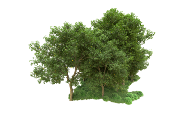 Beyaz arkaplanda izole edilmiş ağaç