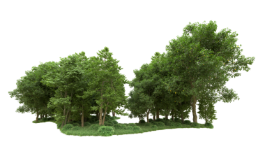 Beyaz arkaplanda izole edilmiş ağaç