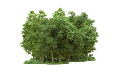 3 boyutlu illüstrasyon. Beyaz arkaplanda izole edilmiş ağaç