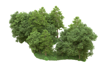 Siyah zemin üzerinde orman ağaçları