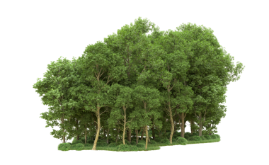 Beyaz arkaplanda izole edilmiş ağaç