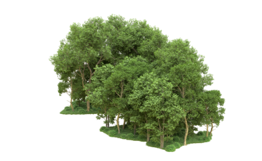 Beyaz arkaplanda 3 boyutlu ağaç oluşturma