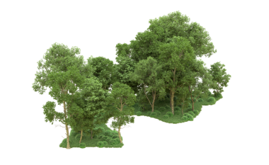 Beyaz arkaplanda ağaç