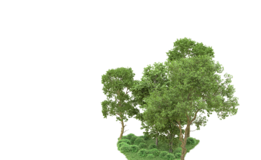 Beyaz arkaplanda izole edilmiş ağaç