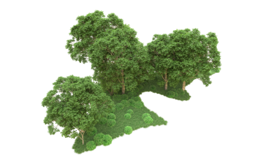 Siyah arka planda orman ağaçları