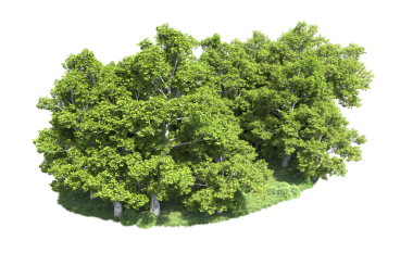 Beyaz arkaplanda izole edilmiş ağaç