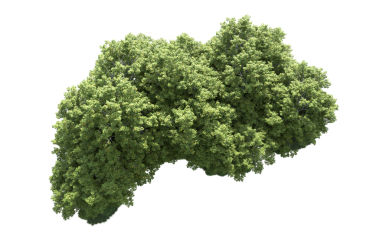 3 boyutlu izole ağaç modeli