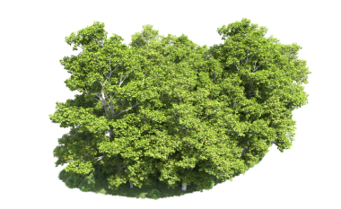 beyaz arkaplanda izole edilmiş yeşil ağaç