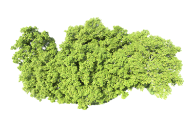 Beyaz arkaplanda izole edilmiş ağaç